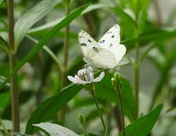 Image result for Justicia australis