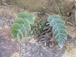 Image result for Gnidia virescens