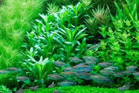 We did not find results for: Lobelia Cardinalis Tropica Aquarium Plants