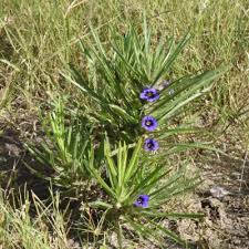 Image result for Aptosimum marlothii