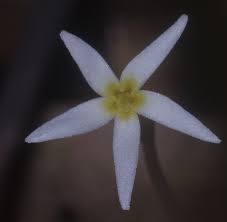 Image result for Voyria