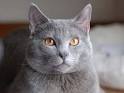 Chartreux Kittens for Sale - Adoptapet