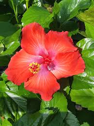 Image result for Hibiscus reekmansii