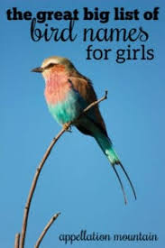 In celtic baby names the meaning of the name brid is: The Great Big List Of Bird Names For Girls Appellation Mountain