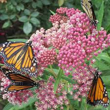 Image result for Asclepias schumanniana