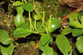 Image result for Peperomia fernandopoiana