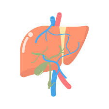 The liver has many functions. Liver Internal Organs Anatomy Body Part Nervous System Vector Illustration Cartoon Flat Design Clip Art Tasmeemme Com