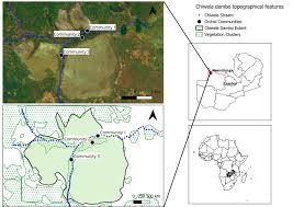 Image result for Satyrium trinerve