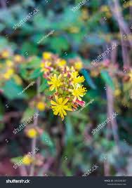 Image result for Triumfetta trifida