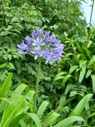 Image result for Cyrtanthus rhodesianus