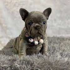 Amazing French Bulldogs Akc French Bulldog Puppies For Sale French Bulldog Breeder Availa Cute Puppies And Kittens French Bulldog Puppies Bulldog Puppies