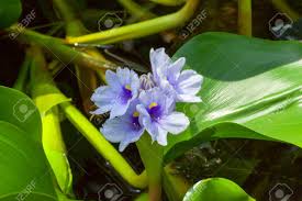 Image result for Hydrocharitaceae