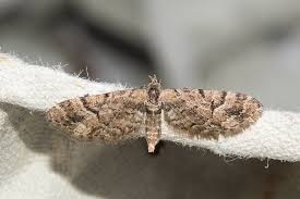 Image result for Eupithecia lanceata