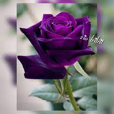 Maybe you would like to learn more about one of these? Biji Bibit Benih Bunga Mawar Rose Ungu Tua Shopee Indonesia