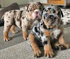 The blue english bulldog puppy which is also known as the alapaha blue blood bulldog, will grow into an exaggerated bulldog that is very english bulldogs are not any more or less susceptible to health problems than other types of dogs. Purchase Black Tri Merle Bulldog Up To 61 Off