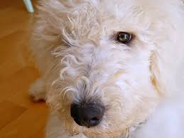 Image result for Komondor