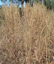 Image result for Cenchrus polystachios