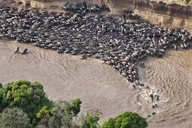 Healthy Mara River Is Critical To Kenya And Tanzania Wwf