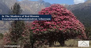 Image result for Rhododendron