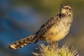 Image result for Lepidagathis eriocephala