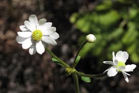 Image result for Anemone transvaalensis