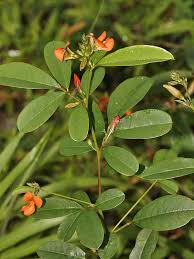 Image result for Tephrosia aequilata