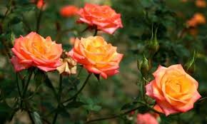 12,701 likes · 41 talking about this. Orange Roses Top 10 Rose Varieties In Warm Orange