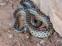 Field herping today and found san diego gopher snake and rescued and relocated a southern pacific rattle snake. Gopher Snake San Diego Ca Herpetology
