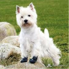 Trixie Kopek Botu Small Siyah 2 Adet Yorkshare Terrier Fiyati