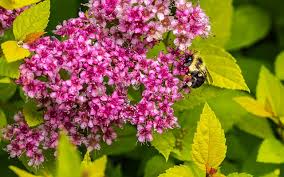 Maybe you would like to learn more about one of these? Spirea Pianta Coltivazione E Cura Codiferro Master Gardener