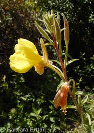 Image result for Otomeria elatior