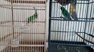 We did not find results for: Cucak Ijo Mini Vs Ci Bwi Youtube