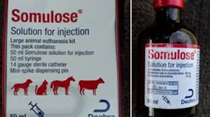 The euthanasia medication most vets use is pentobarbital, a seizure medication. Stolen Animal Euthanasia Drug Can Cause Death To Humans Itv News Calendar