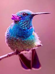 preferences harry potter en 2021 animaux et oiseaux beaux exotiques coloriage de transport suzuki