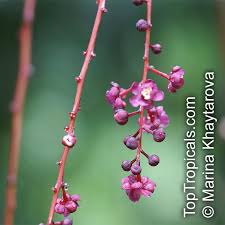 Image result for Lepisanthes