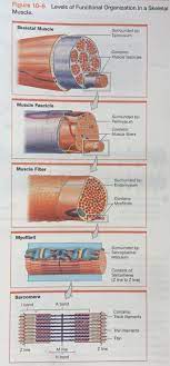 Levels Of Functional Organization In A Skeletal Muscle Fundamentals Of A P Pearson Skeletal Muscle Muscle Anatomy Anatomy And Physiology