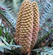 Image result for Encephalartos lebomboensis