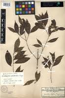 Image result for Rhabdophyllum welwitschii