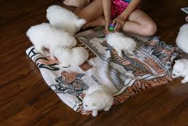 Konalae Japanese Spitz