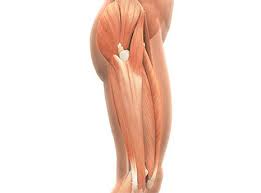 These muscles help to make up the musculoskeletal (say: Tight It Band 3 Simple Exercises To Fix It Now Active