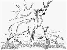 12 ways to use caribu with your family! Realistic Caribou Coloring Page Coloringbay Coloring Home