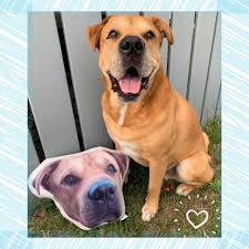 Get your custom pet pillow today! Custom Pet Pillows Personalize Pet Pillow Petsies