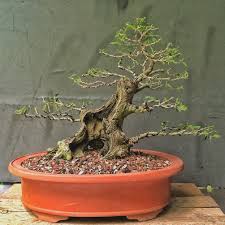 In diesem film (mit deutschen untertiteln) zeigen wir ihnen, wie man einen bonsai aus einer preiswerten gartencenterpflanze gestalten kann. Sometimes You Need To Neglect Your Bonsai Adam S Art And Bonsai Blog