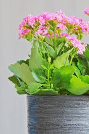 Maybe you would like to learn more about one of these? 25 Easy Houseplants Easy To Care For Indoor Plants