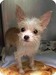 New York Ny Chihuahua Yorkie Yorkshire Terrier Mix Meet Noni A Puppy For Adoption Puppy Adoption Dog Friends Cute Chihuahua