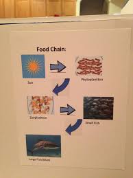 Take this time to explore some of the we haven't touched on. Pin By One In The Oven Diaper Cakes On Kid S School Projects Coral Reef Project Ecosystem Project Ecosystems Projects 3rd