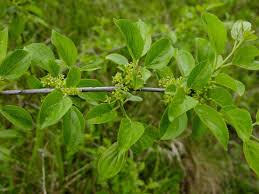 Image result for Rhamnus staddo