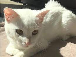 Sugar Oregon Humane Society Humane Society Cats And Kittens Cat Breeds