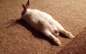 Image result for tbn:nuNU7FPK4A54yM::rvforsaleguide.com/images/bunny-resting-picture.jpg