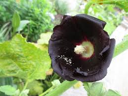 Hollyhock rust can quickly spread, causing stunting of plants and premature leaf drop. Hollyhock The Watchman